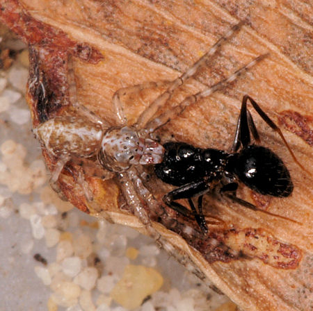 Tmarus ZZ622