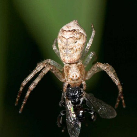 Tmarus cinerascens