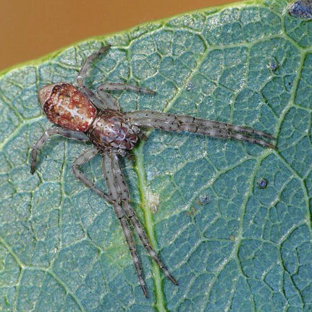 Tmarus marmoreus