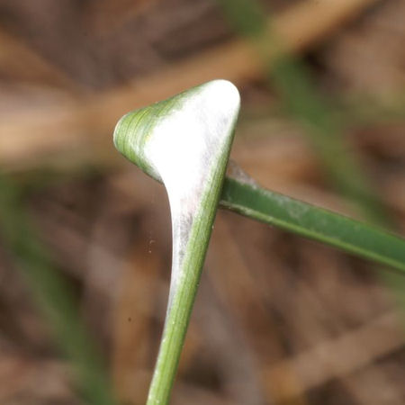 Tmarus marmoreus