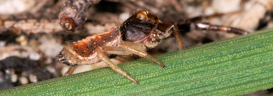 Tmarus marmoreus
