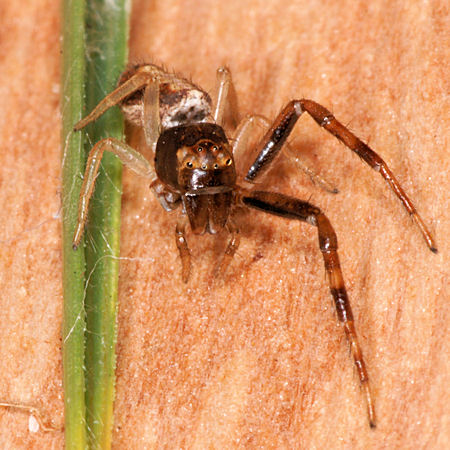 Tmarus marmoreus