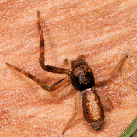 Tmarus marmoreus
