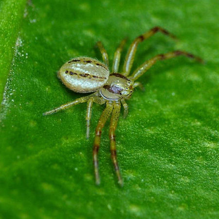 Xysticus bilimbatus