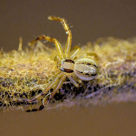 Xysticus bilimbatus