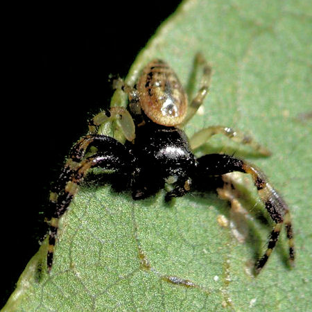 Xysticus geometres