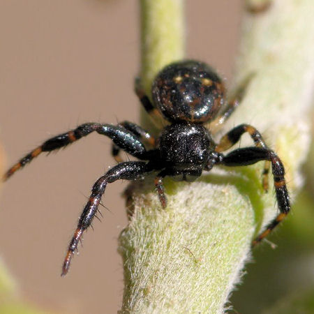 Xysticus geometres