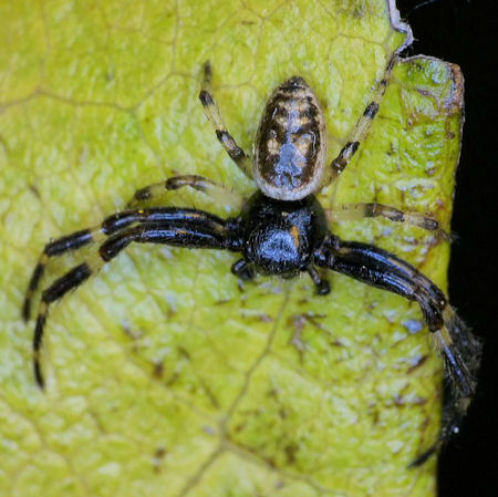 Xysticus geometres