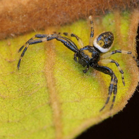Xysticus geometres