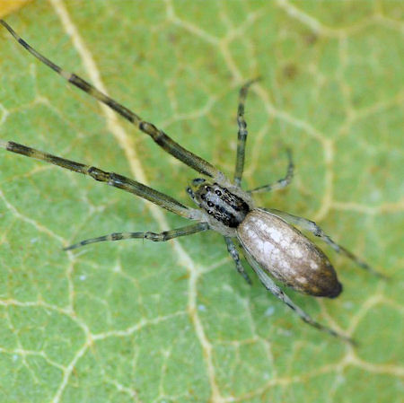 Philoponella ZZ576