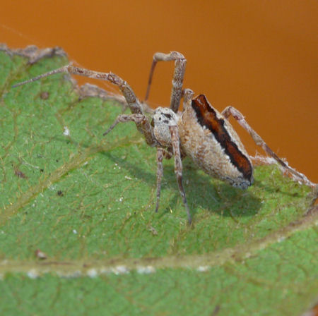 Philoponella ZZ581