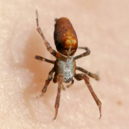 Philoponella variabilis