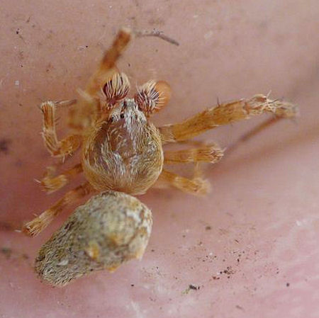Philoponella variabilis