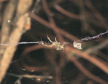 Uloborus ZZ197