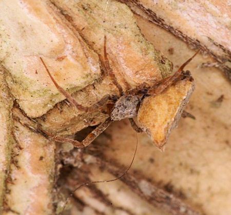 Uloborus ZZ625
