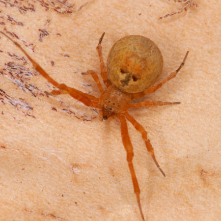 Uloborus ZZ625