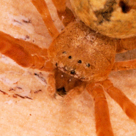 Uloborus ZZ625
