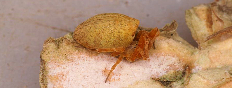 Uloborus ZZ625