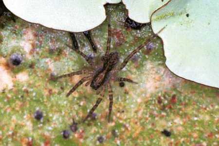 Dolomedes_ZZ159