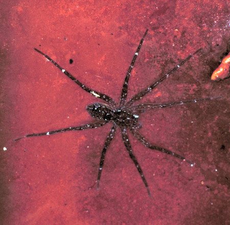 Dolomedes ZZ161