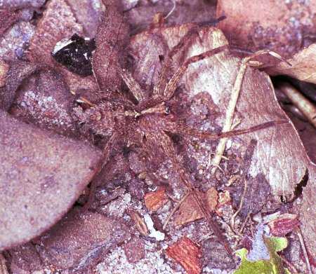 Dolomedes_ZZ162