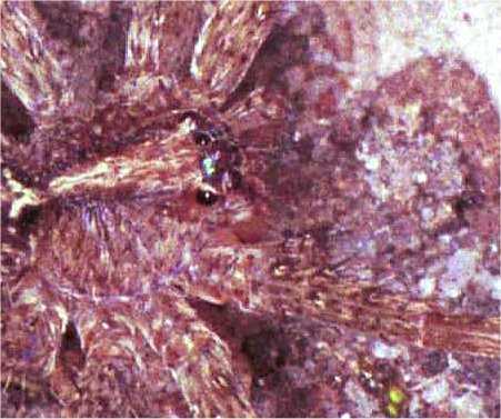 Dolomedes_ZZ162?
