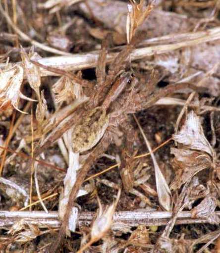 Lycosa_ZZ130