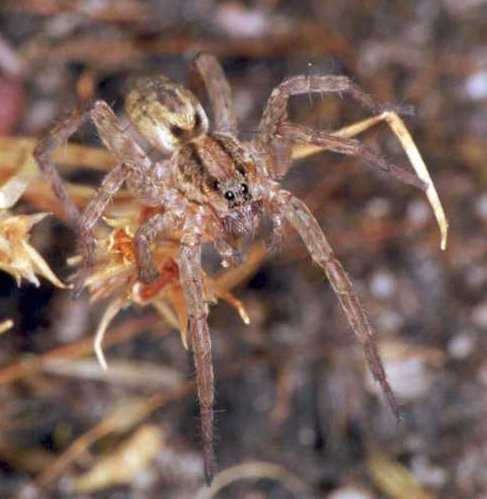 Lycosa_ZZ130