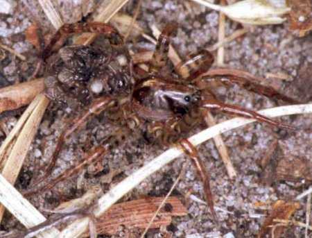 Lycosa_ZZ142