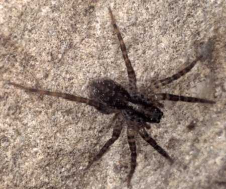 Lycosa ZZ160