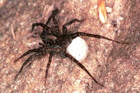 Lycosa ZZ160