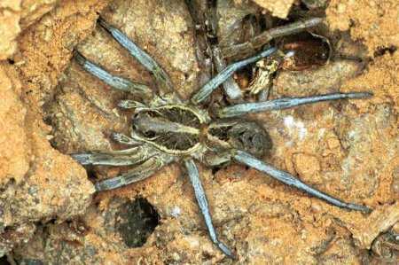 Lycosa musgravei