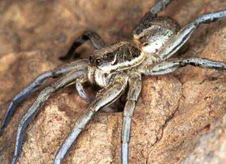 Lycosa musgravei