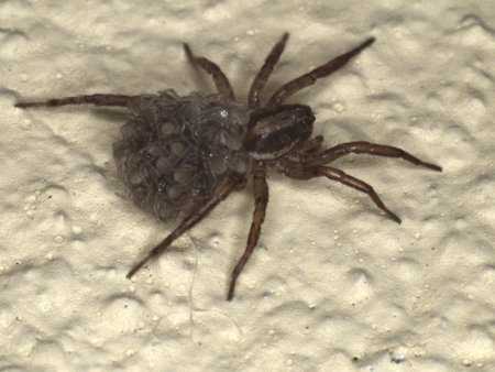 Lycosa ZZ158