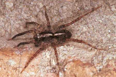 Pardosa ZZ144