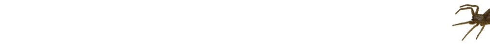 loopspin